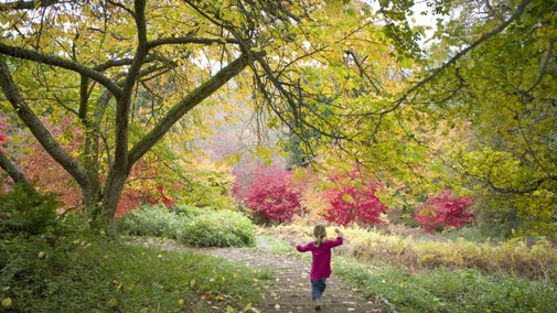 Little girl skipping along pathway at Winkworth in Autumn